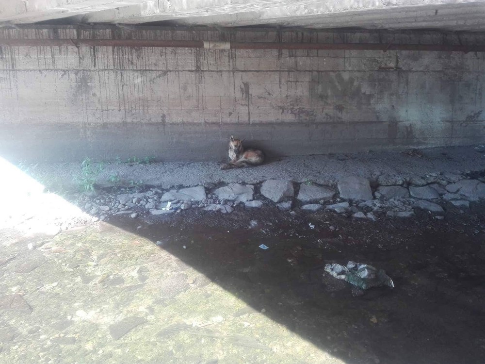 Pri Košiciach niekto vyhodil pod most zviazanú fenku