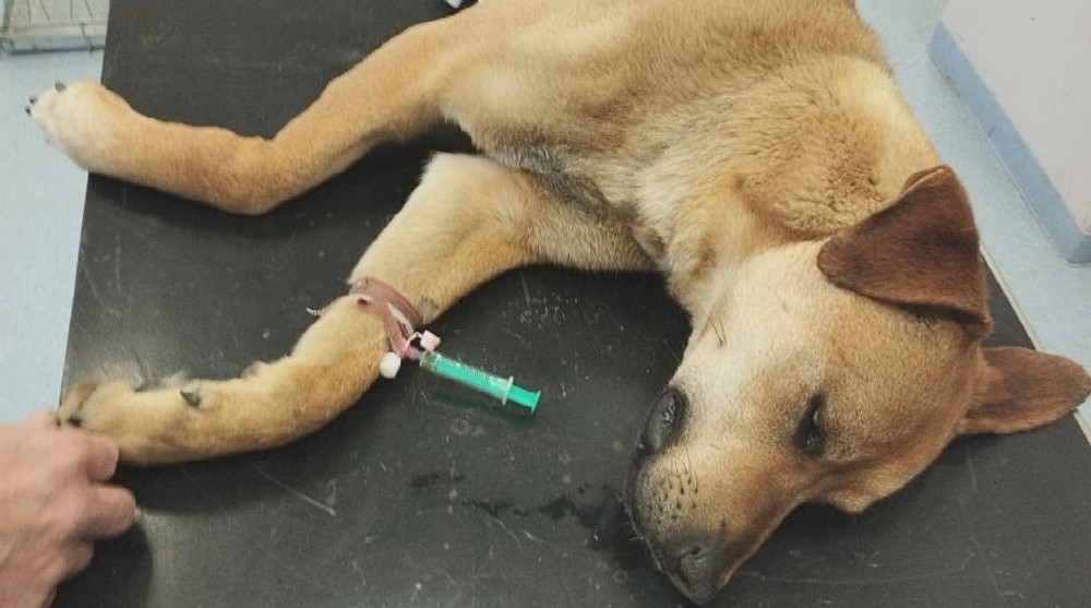 KN Zneuzite tyrane zvierata (4)