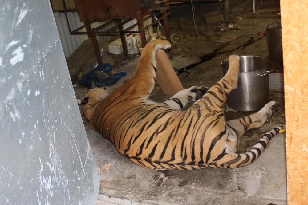 Razia v Prahe proti nelegálnemu obchodovaniu s tigrami