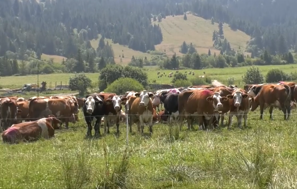 Screenshot 2024-07-11 093519