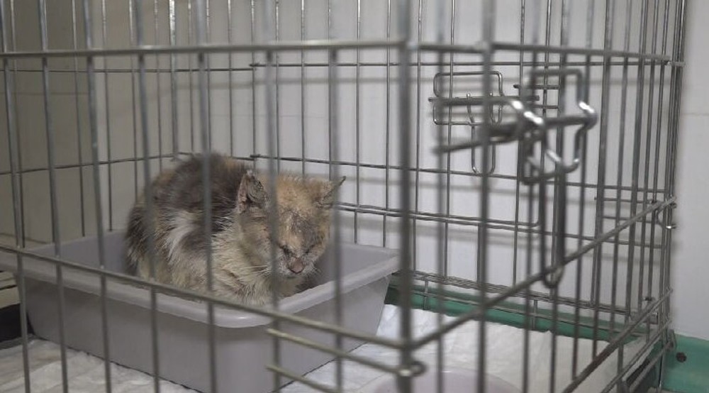 týraná mačka (11)