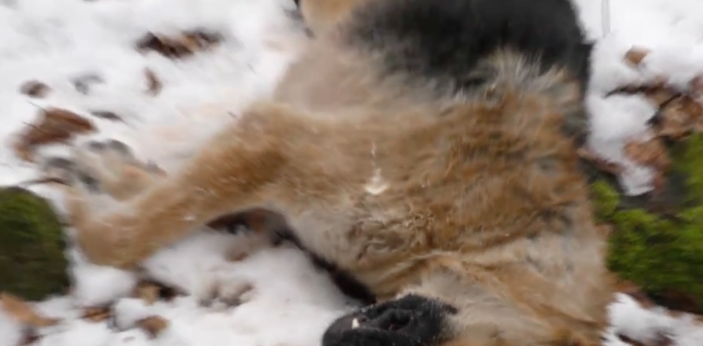 Zastrelené psy v Snine