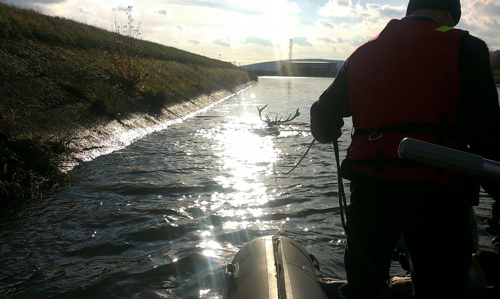 Hasiči zachránili jeleňa uviaznutého v derivačnom kanáli Váhu (3)