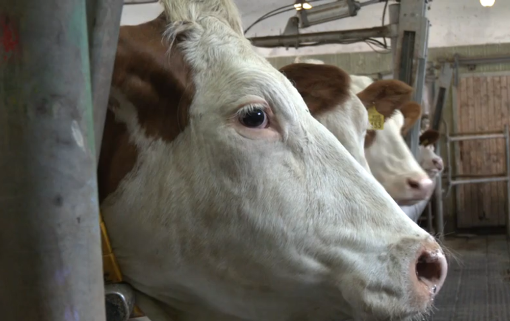 Screenshot 2024-05-19 092250