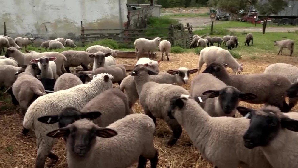 [multi] Kradez jahniat 691