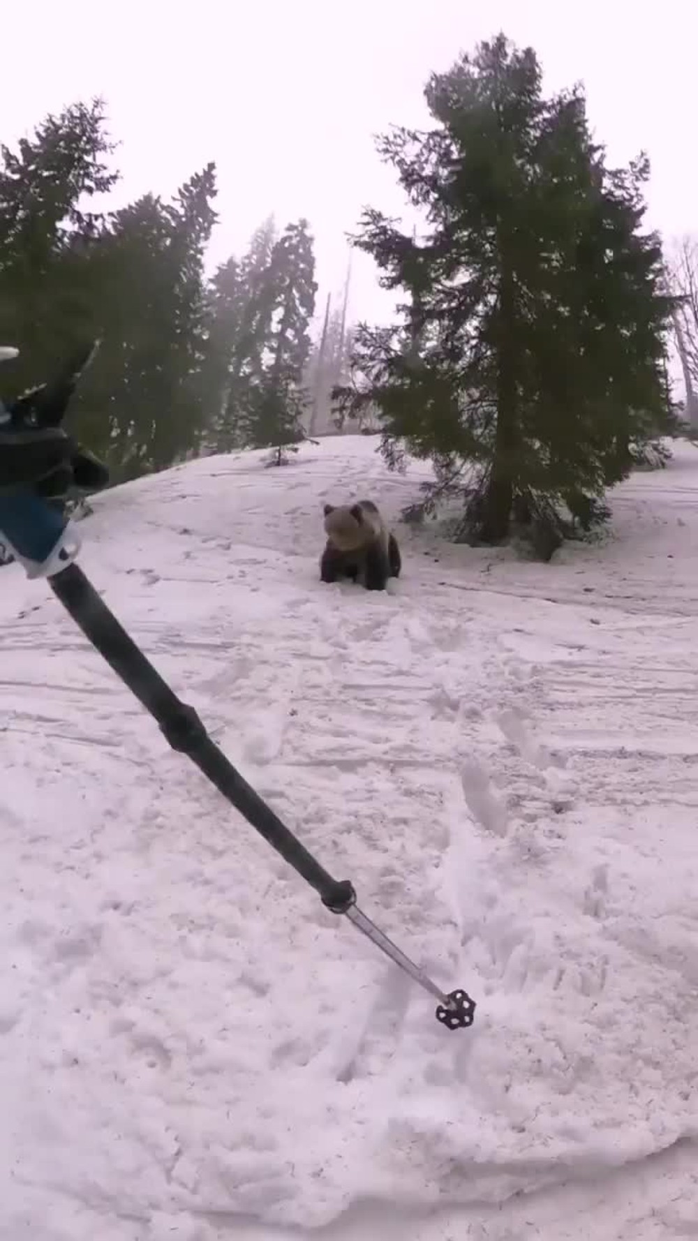 [multi] VIDEO: Medveď v Nízkych Tatrách napadol turistov 3363