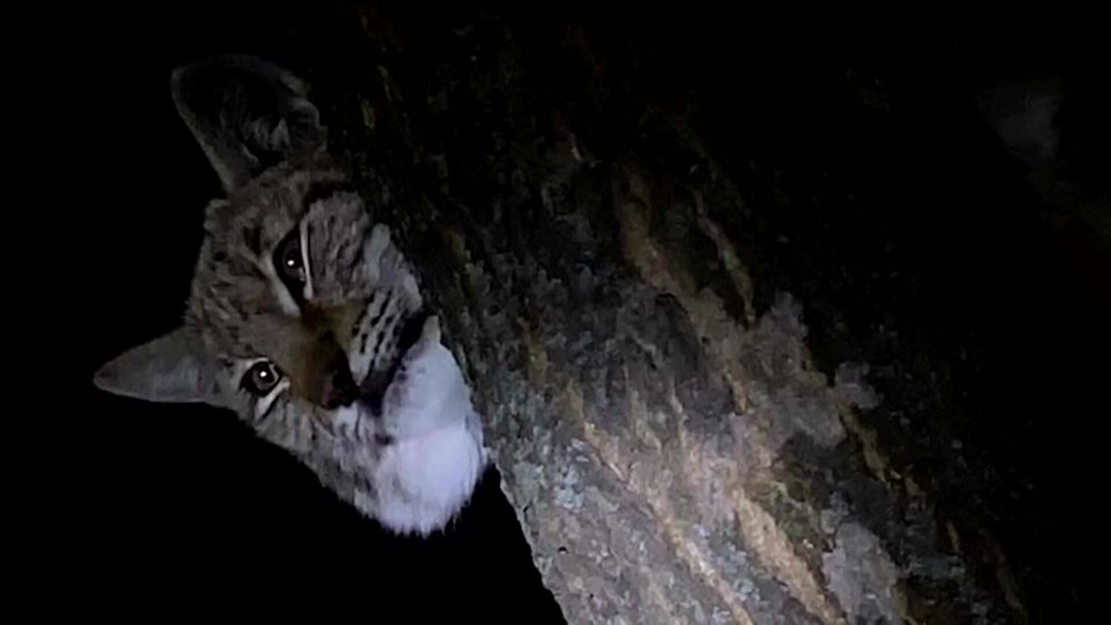 [multi] Rys v meste 4951