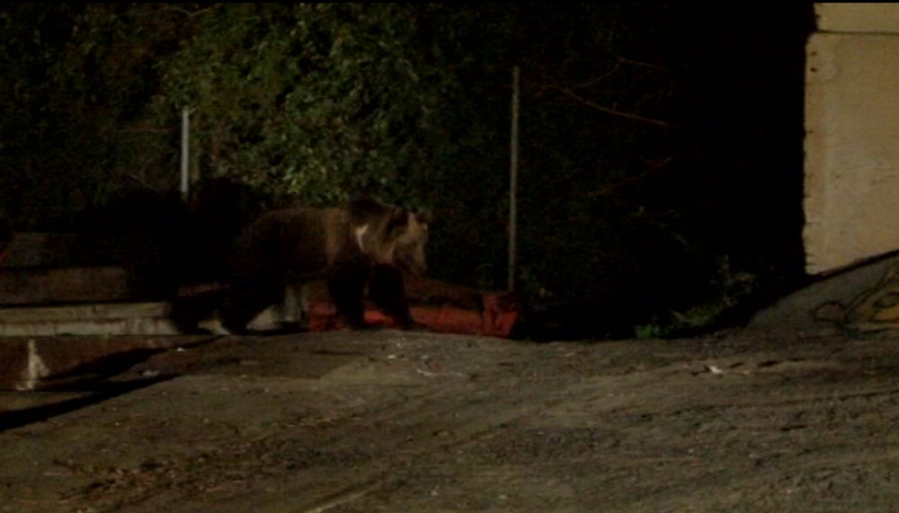 Už niekoľko rokov sa obyvatelia Vysokých Tatier márne sťažujú na premnožený počet medveďov, situácia sa podľa mesta zhoršuje 