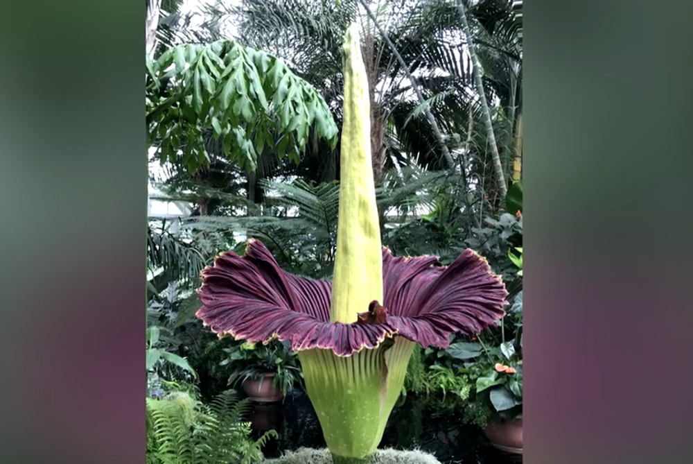 Screenshot 2024-07-27 084019