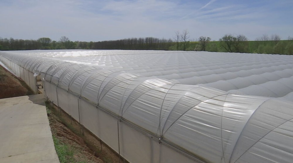 jahodový skleník (4)