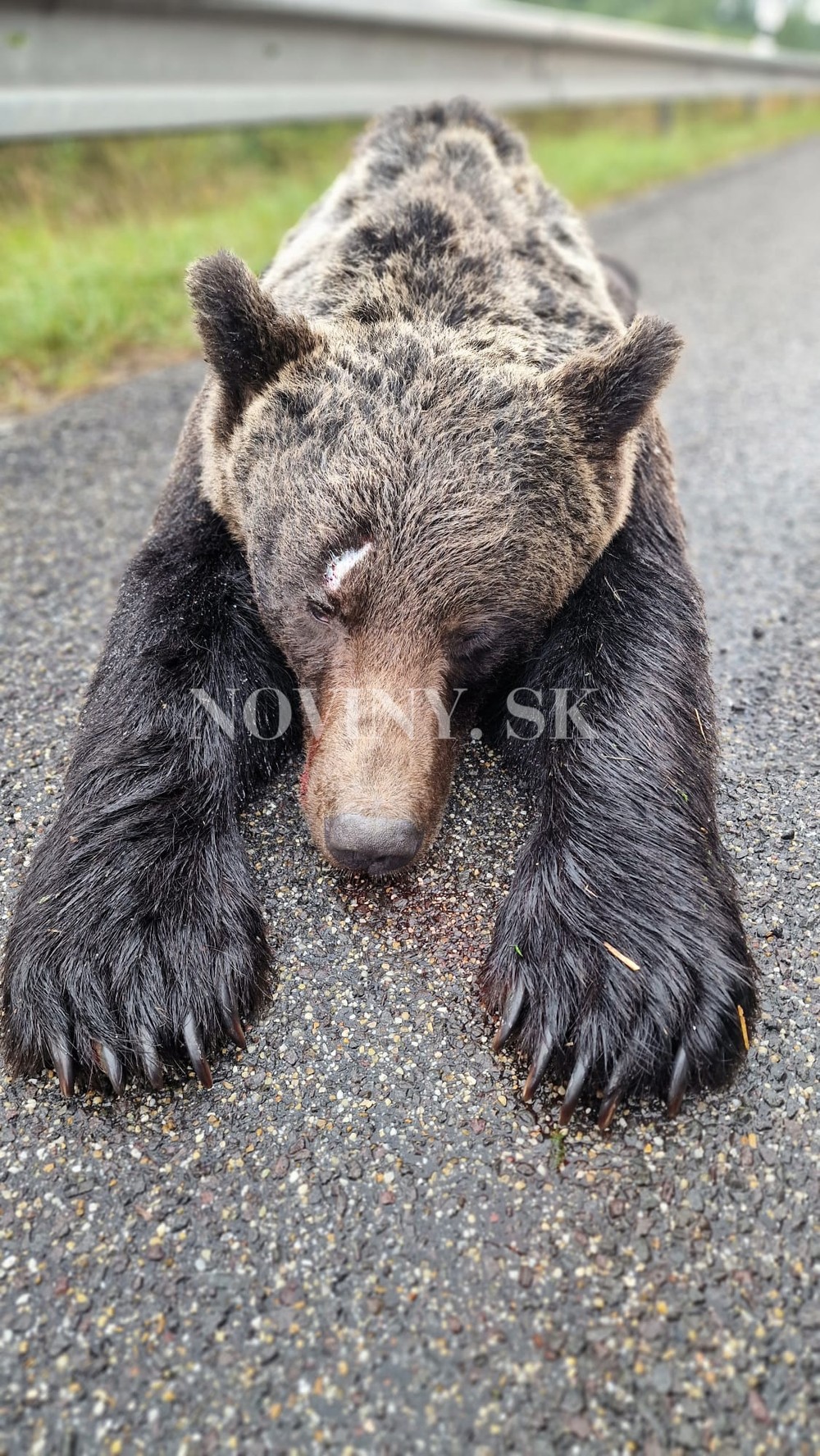 zrazený medveď Zvolen (4)