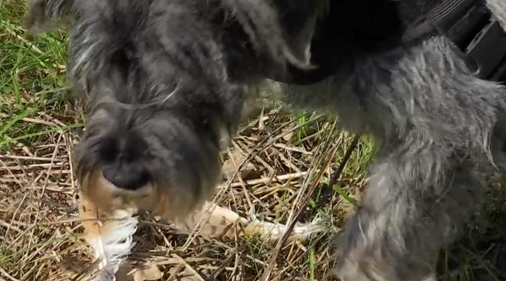 Pytliaci otrávili vzácneho orliaka morského 