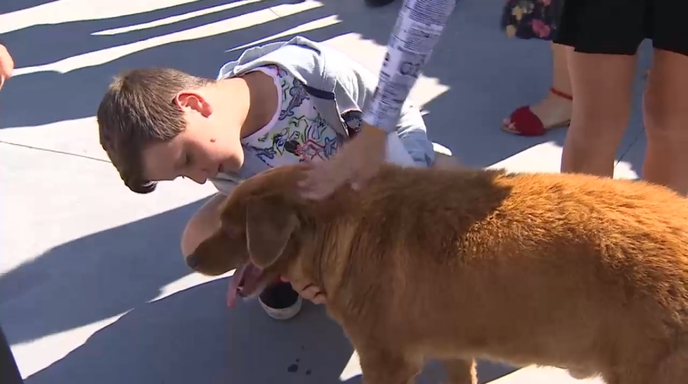 Najstarší pes na svete