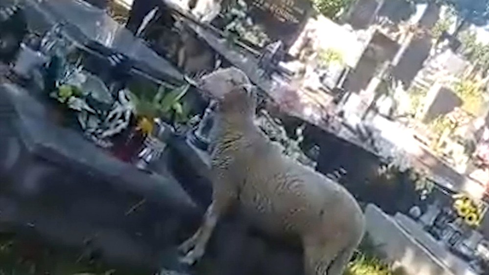 Netradičné zásahy mestskej polície