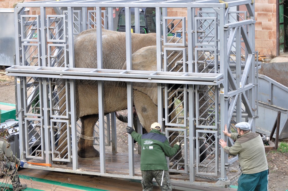 Sťahovanie slonov v ZOO Bojnice