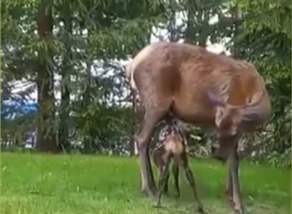 Screenshot 2024-05-17 092518