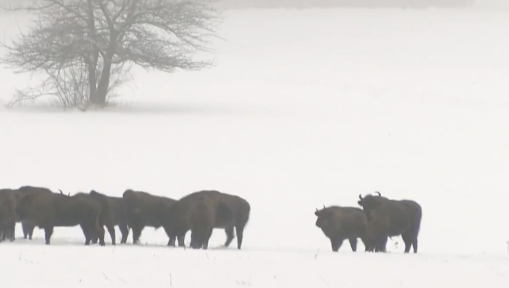 Stopovanie zubrov v Poloninách