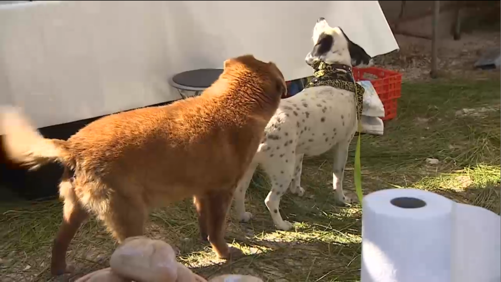 Najstarší pes na svete