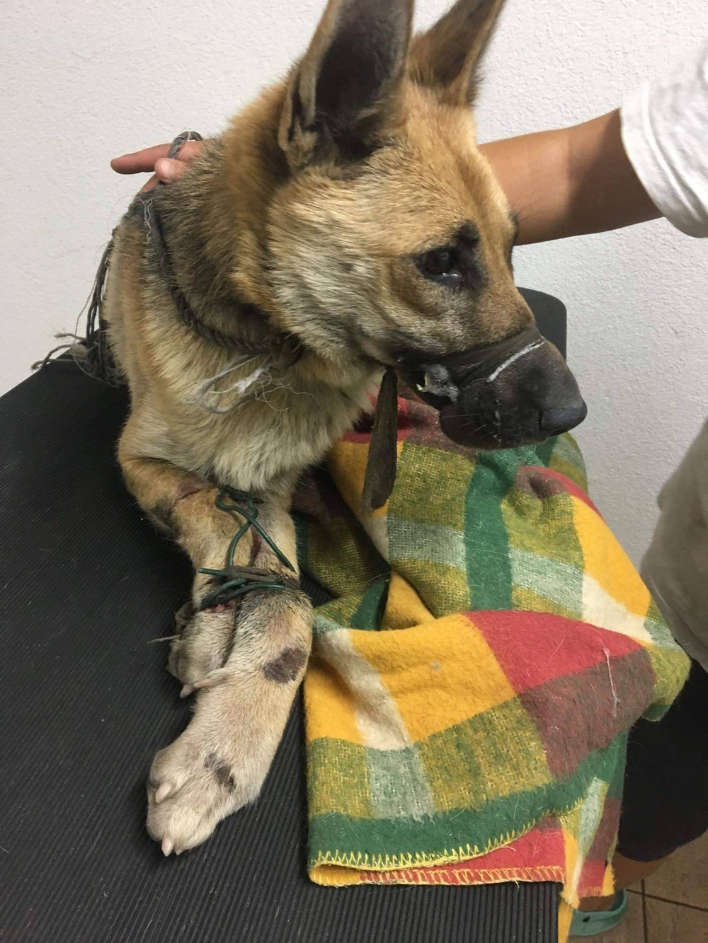 Pri Košiciach niekto vyhodil pod most zviazanú fenku