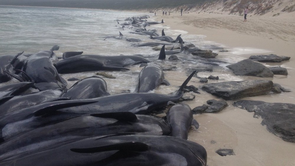 Veľryby uviazli na pláži 
