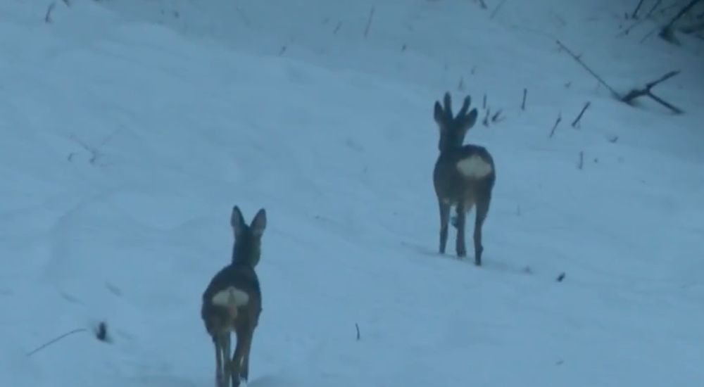Stopovanie zubrov v Poloninách