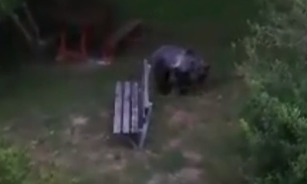 Už niekoľko dní Ružomberok pravidelne navštevuje mladý medveď. Neodplašia ho už ani policajné sirény