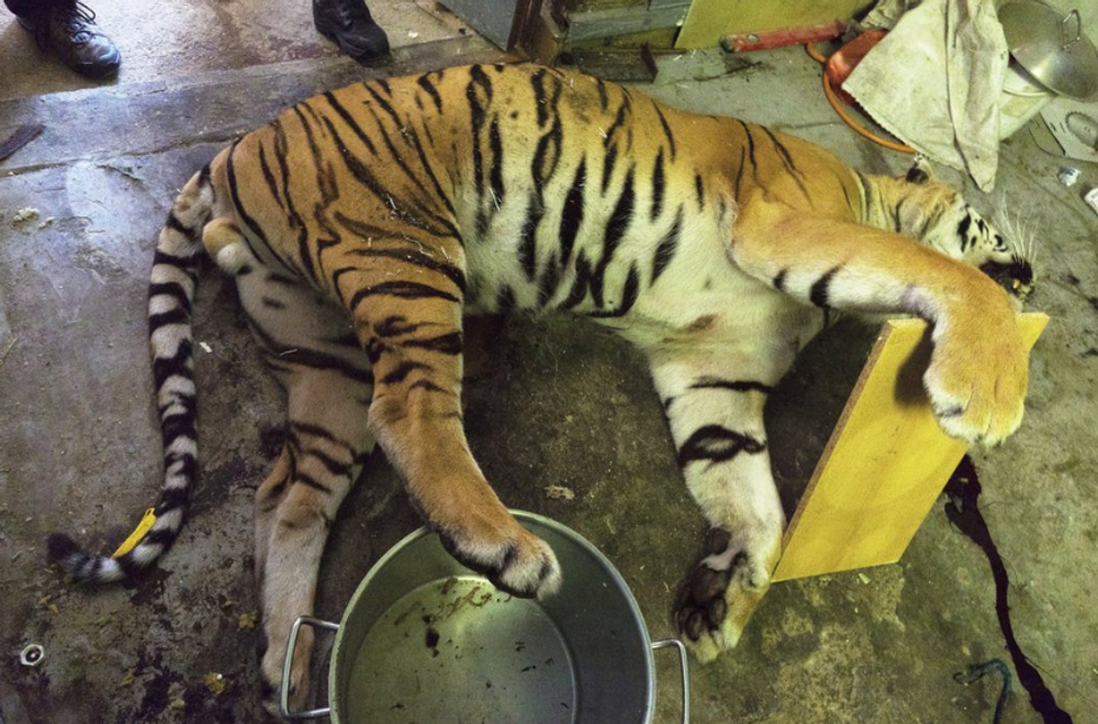 Razia v Prahe proti nelegálnemu obchodovaniu s tigrami