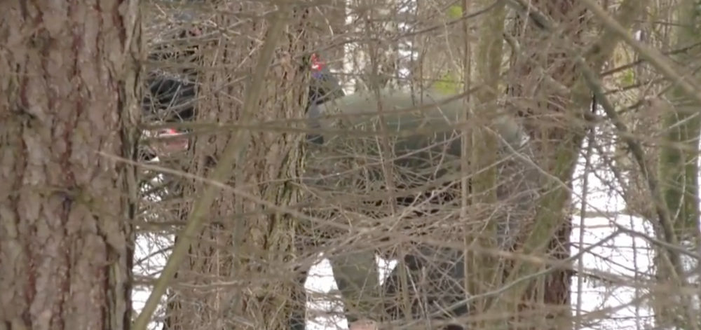 Zastrelené psy v Snine