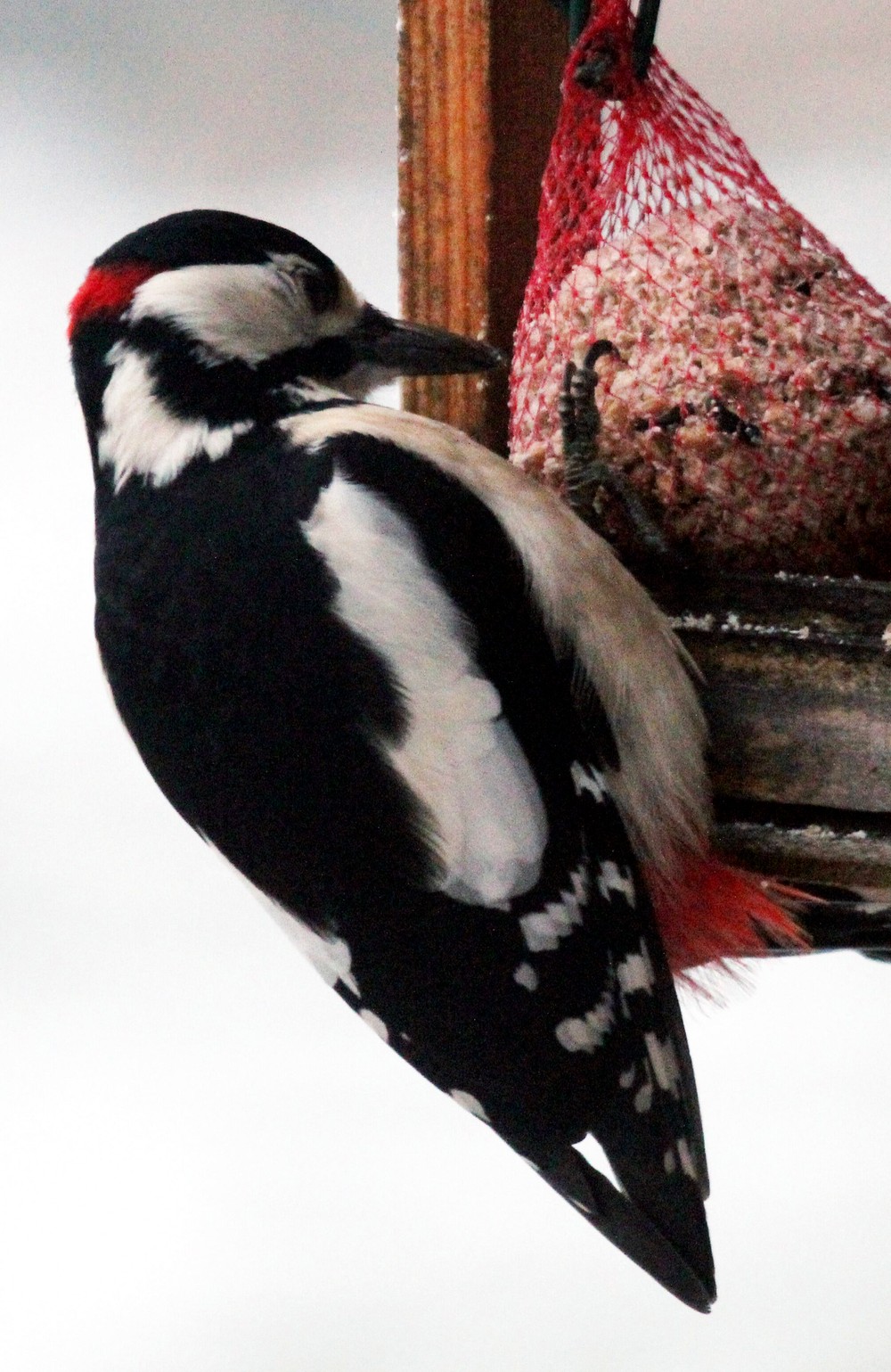 29122012Prievidza_prikrmovanie3025760