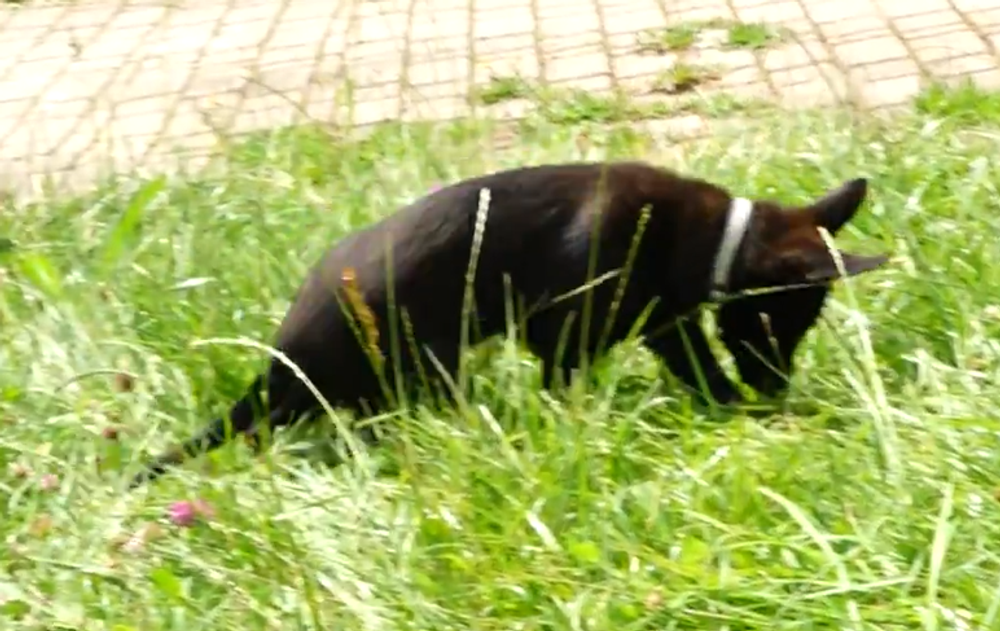 Screenshot 2024-07-27 094032