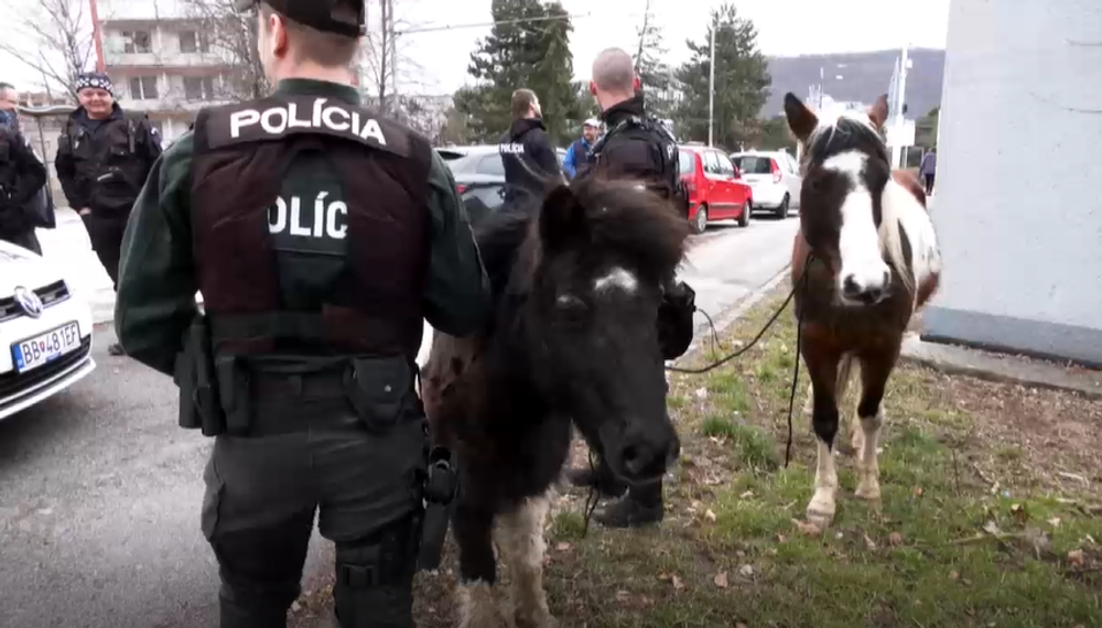 Koník a poník na sídlisku