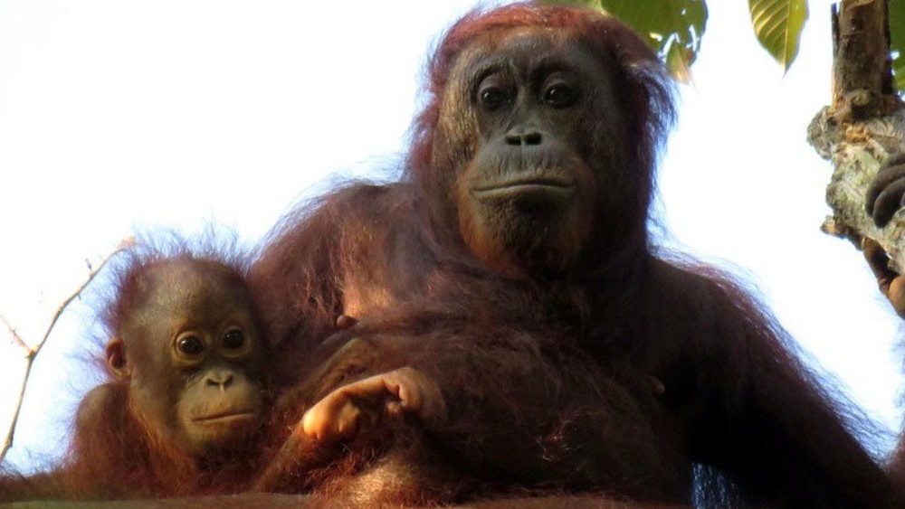 Orangutan a mláďa 