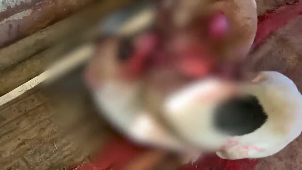 [multi] Psie zápasy 14038