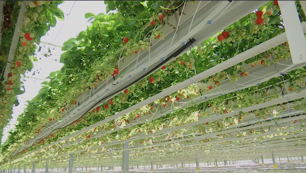 jahodový skleník (1)