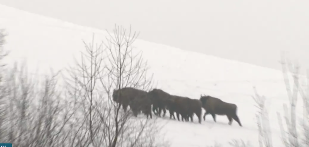 Stopovanie zubrov v Poloninách