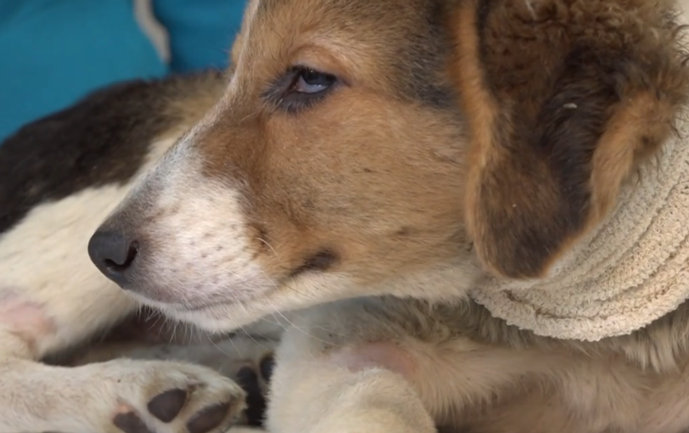 Snímka obrazovky 2024-10-03 173712