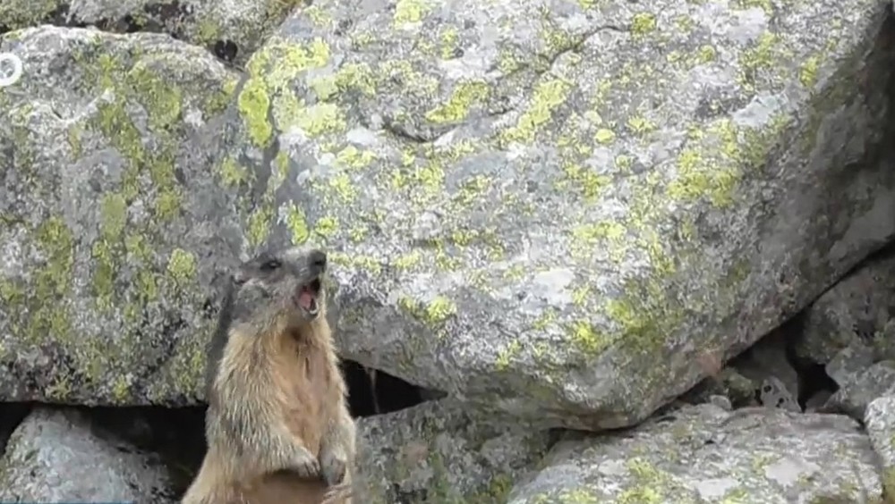 Svište sa začínajú zahrabávať.