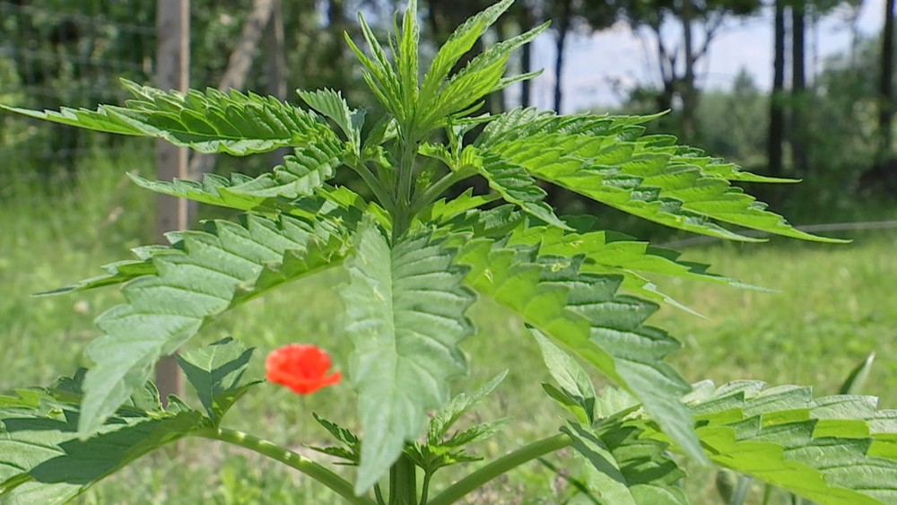 _rastliny_marihuany2