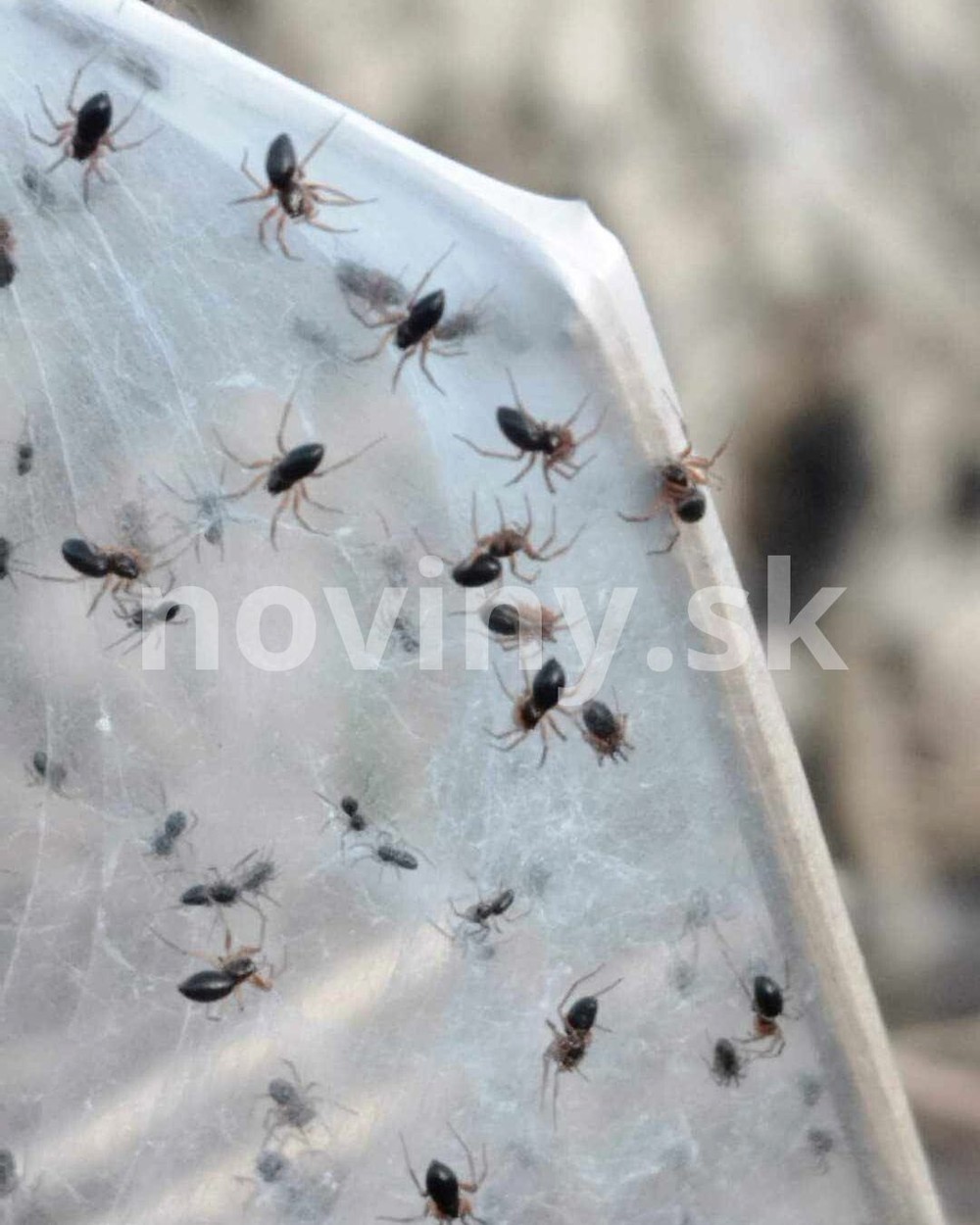 pavúky plachtárky Diviacka Nová Ves (1)