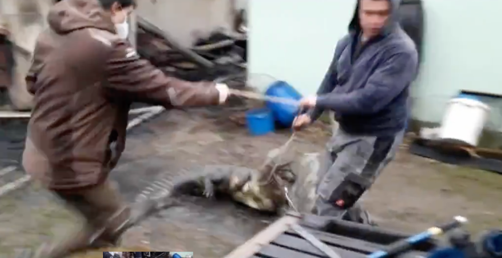 Českí hasiči zachraňovali krokodíla