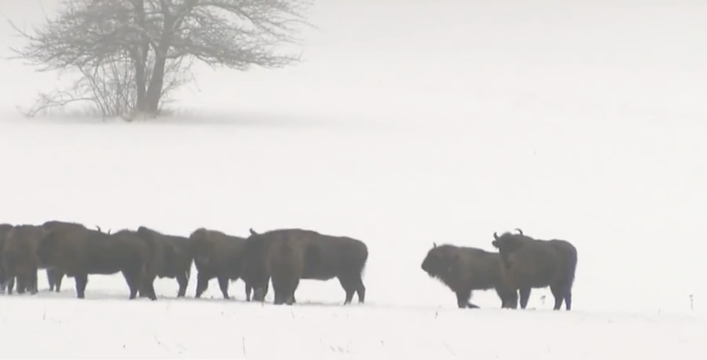 Stopovanie zubrov v Poloninách