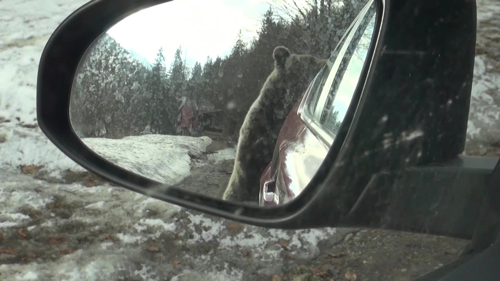 [multi] medved napadol turistov 3563