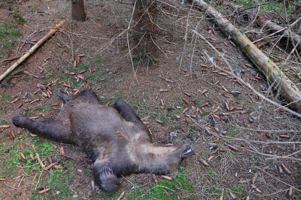 mrtvy medved pytliak tatry (4)