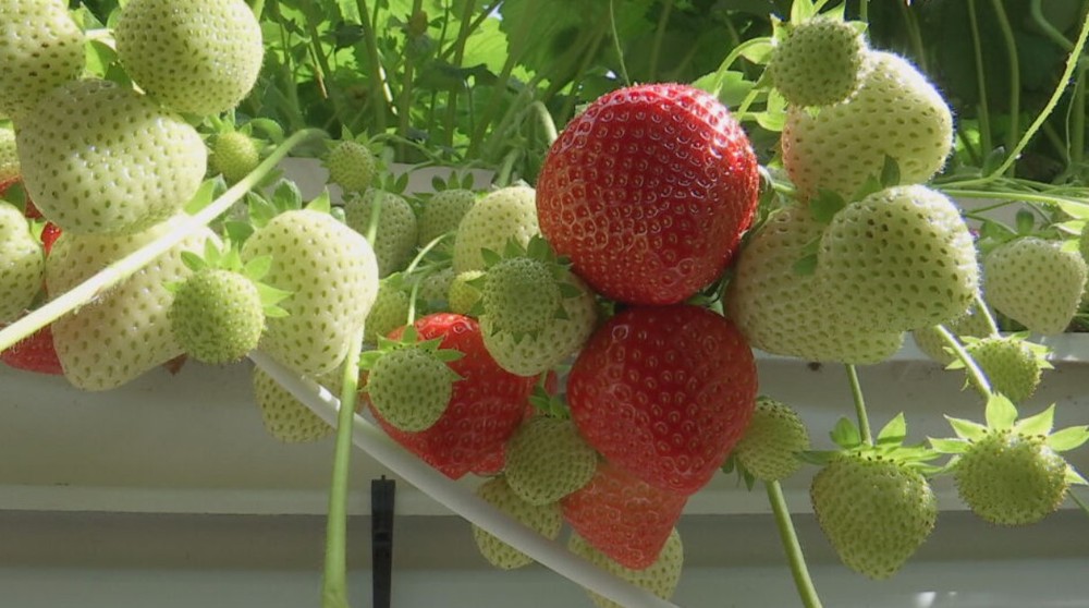 jahody il ovocie (3)