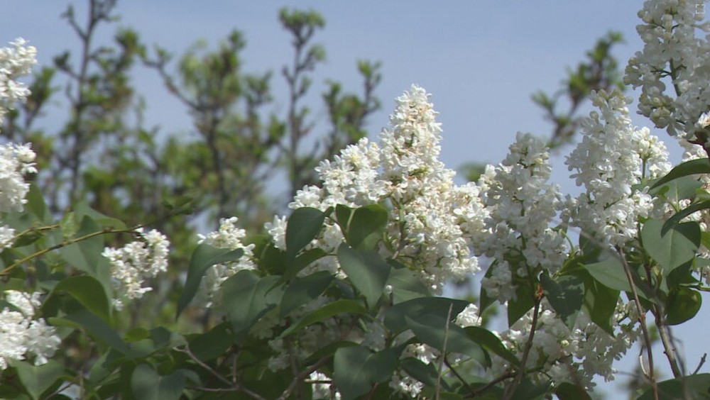 kvety il jar stormy kvet (4)