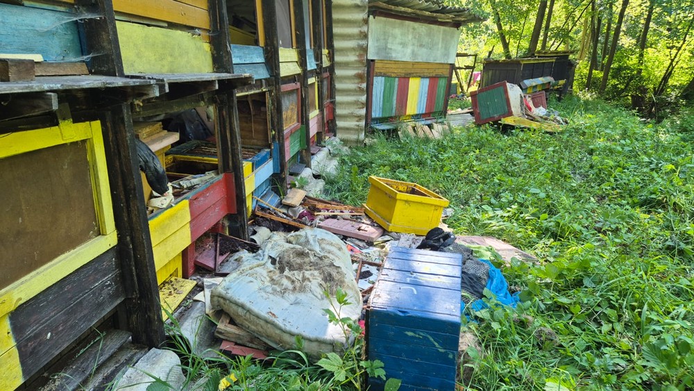 Medveď zničil úle (9)