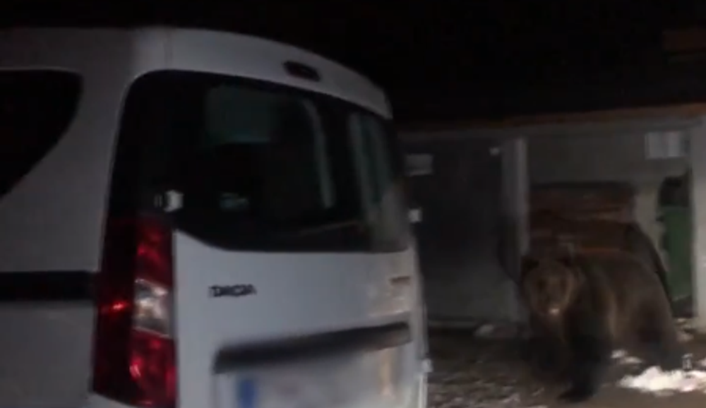 Riskantné zábery v Tatrách. Mladá žena stála len pár metrov od medvedice s mladými 