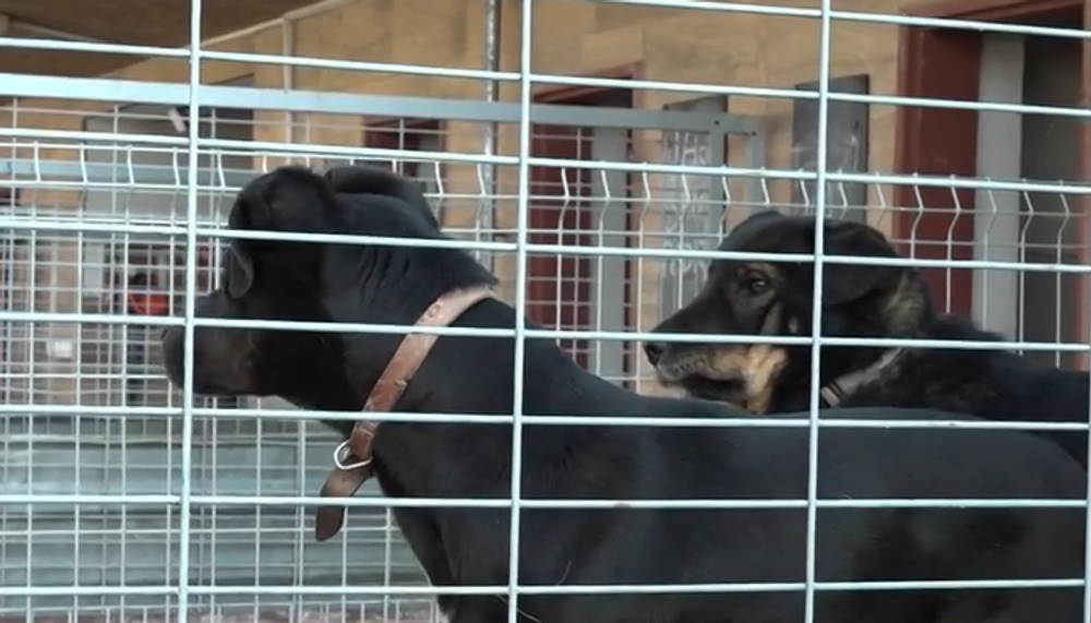 Šteniatka niekto vyhodil vo vreci do lesa 4