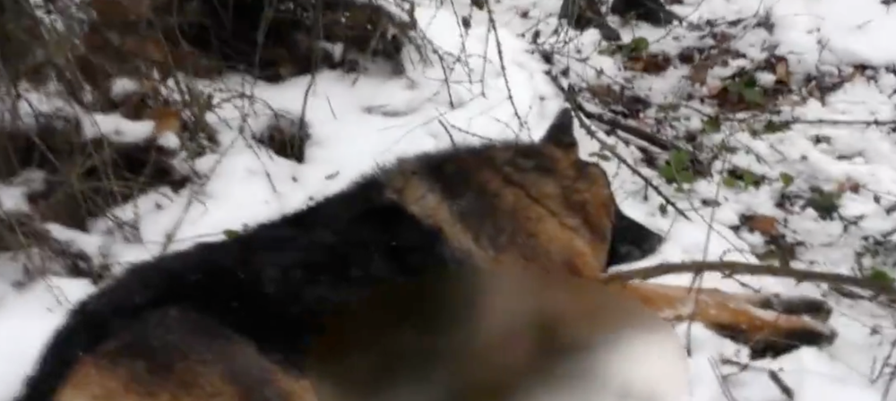 Zastrelené psy v Snine