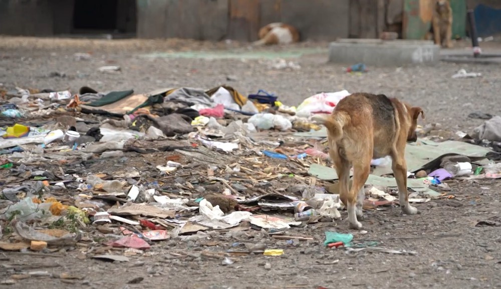 pes il psy v osade (6)